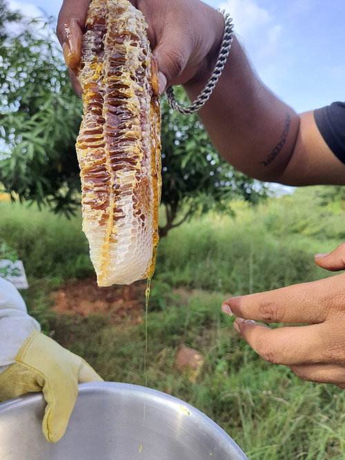 08bd89b8e9 1920px Fresh honeycomb dripping honey India.jpg