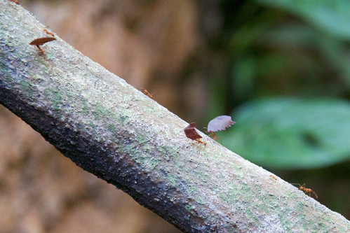 c57e43bbfb 1920px Leafcutter ant at Chester Zoo.jpg