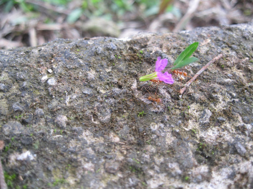 43c594dd76 1920px Leafcutter Ants near Sabalito Costa Rica.jpg