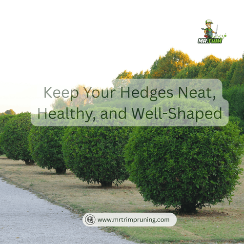 Expert Care That Keeps Your Garden Looking Its Best.png
