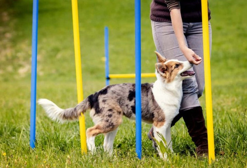 Best Dog Obedience Trainer in South Queensferry.jpg