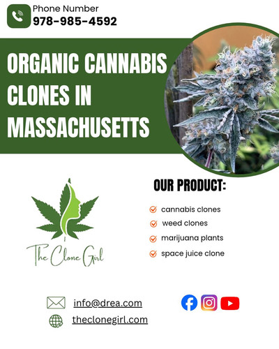 Organic Cannabis Clones in Massachusetts _ The Clone Girl.jpg