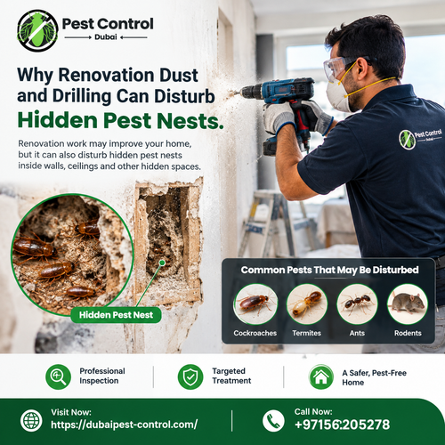 Why Renovation Dust and Drilling Can Disturb Hidden Pest Nests.png