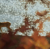 1000014755.gif