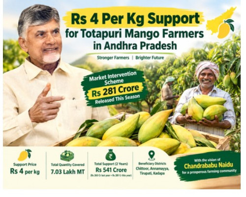 Rs 4 Per Kg Support for Totapuri Mango Farmers in Andhra Pradesh.jpg