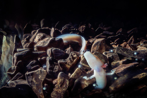 14 For the first time in history, Proteus anguinus laid its eggs and developed in front of the publi.jpg