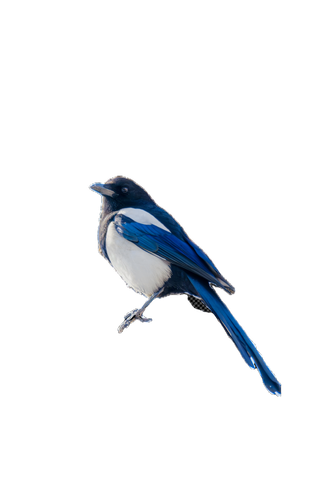 120273.png