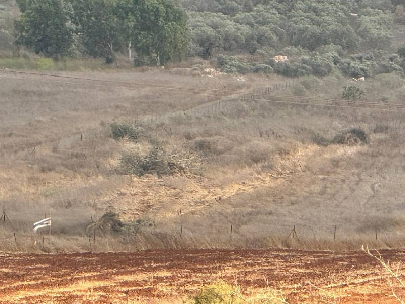 صورة الخبر