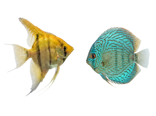 6b38219f7571.png