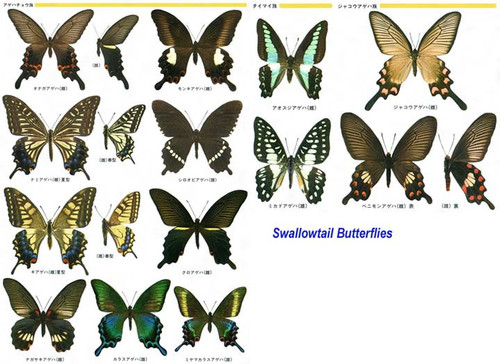 japswallowtail