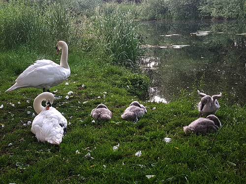 Swans and Cygnets 36