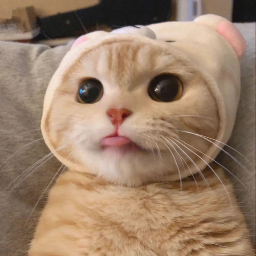 cat.jpg
