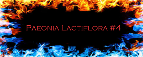 Paeonia Lactiflora #4.png