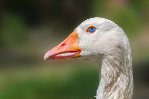 Domestic goose.png