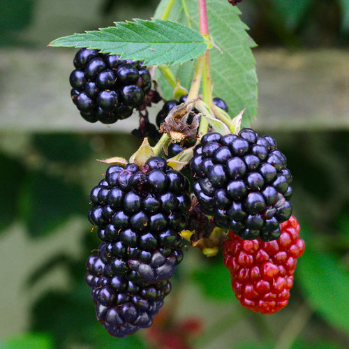 Navaho Blackberry 5 650x.jpg