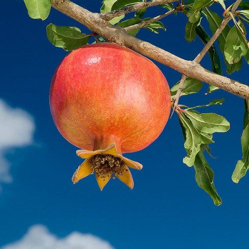 Wonderful Pomegranate 2 650x