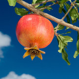 Wonderful Pomegranate 2 650x