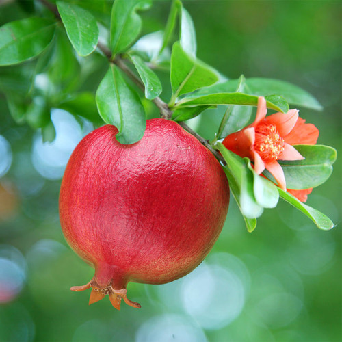 Texas Pink Pomegranate 2 650x