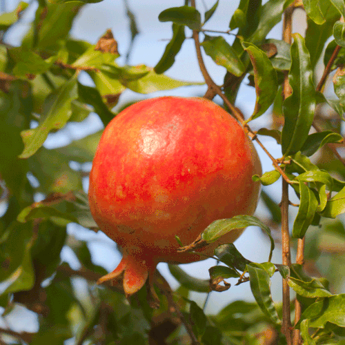 RED SILK POMEGRANATE 800 MAINIMAGE FGT 650x