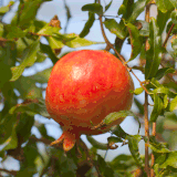 RED SILK POMEGRANATE 800 MAINIMAGE FGT 650x