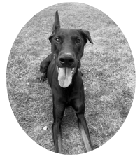 doggie3.png