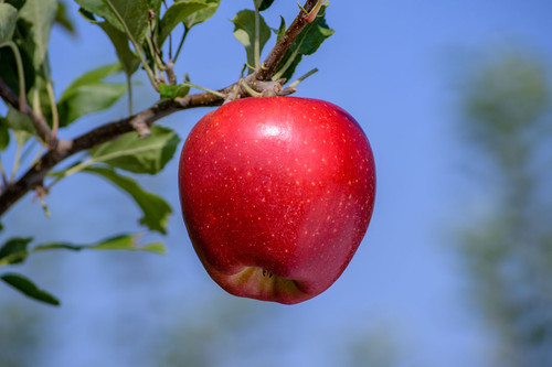apple red rubens.jpg