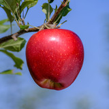 apple red rubens