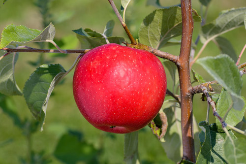 apple Royal Red Honeycrisp.jpg