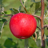 apple Royal Red Honeycrisp