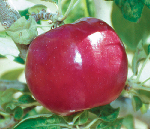 apple red mcintosh.jpg