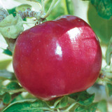apple red mcintosh