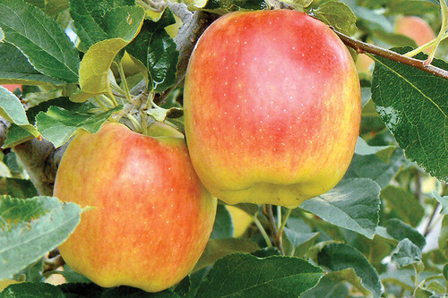 apple ambrosia.jpg