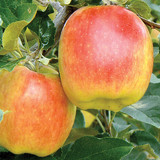 apple ambrosia