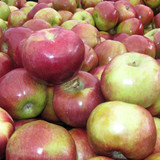 apple macoun