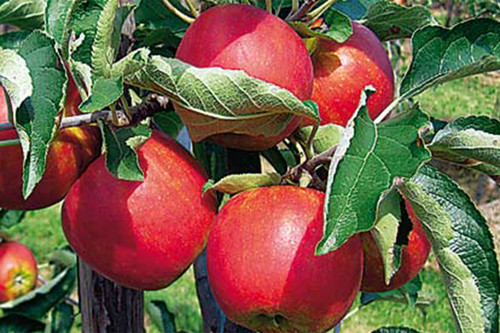 apple ruby mac.jpg