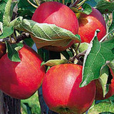 apple ruby mac