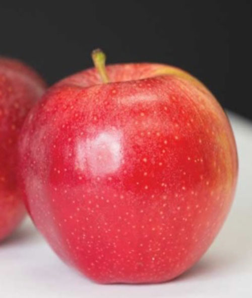 apple foxtrot gala.jpg