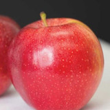 apple foxtrot gala