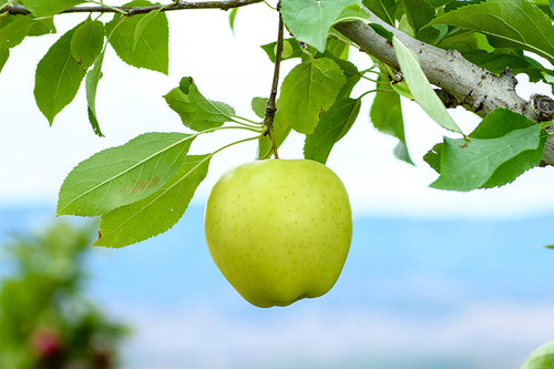 apple gibson golden delicious.jpg
