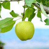 apple gibson golden delicious