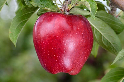 apple scarlet spur 2 red delicious.jpg