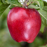 apple scarlet spur 2 red delicious