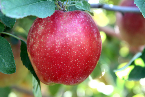apple sunrise magic.jpg