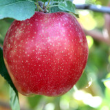 apple sunrise magic