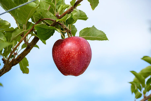 apple red cameo.jpg
