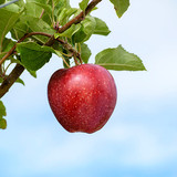 apple red cameo