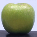 apple yellow newton