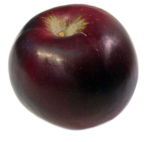 apple arkansas black.jpg