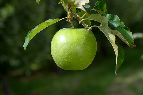 apple granny smith.jpg