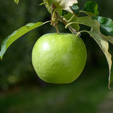 apple granny smith